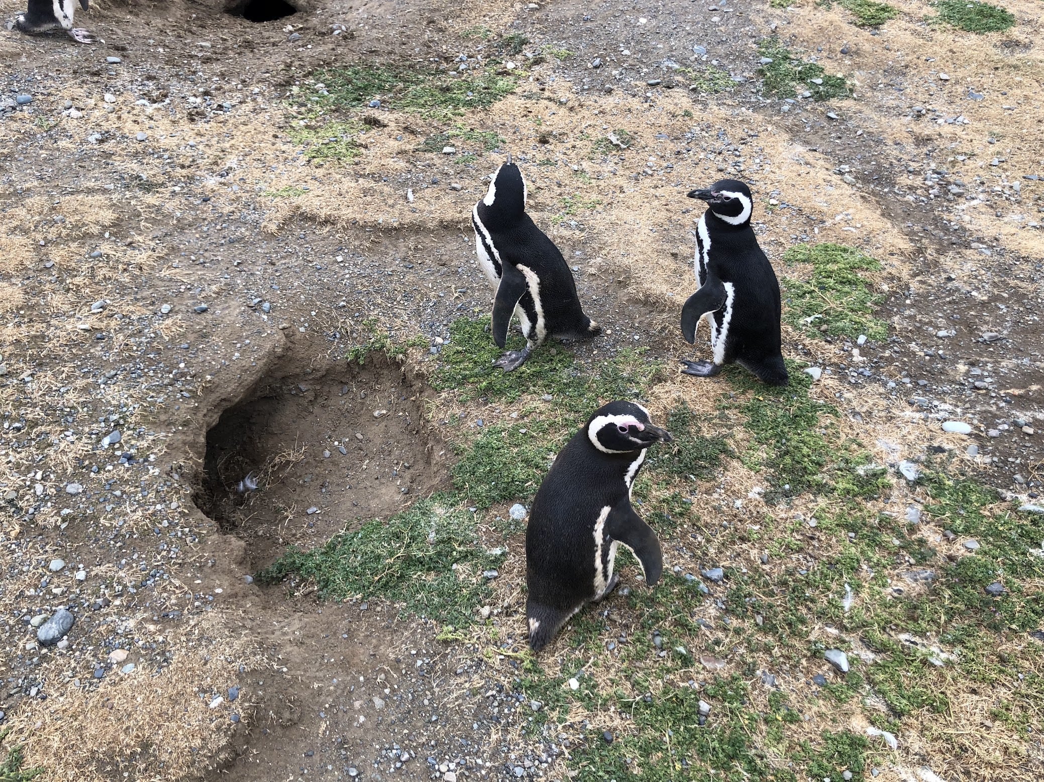 penguins2
