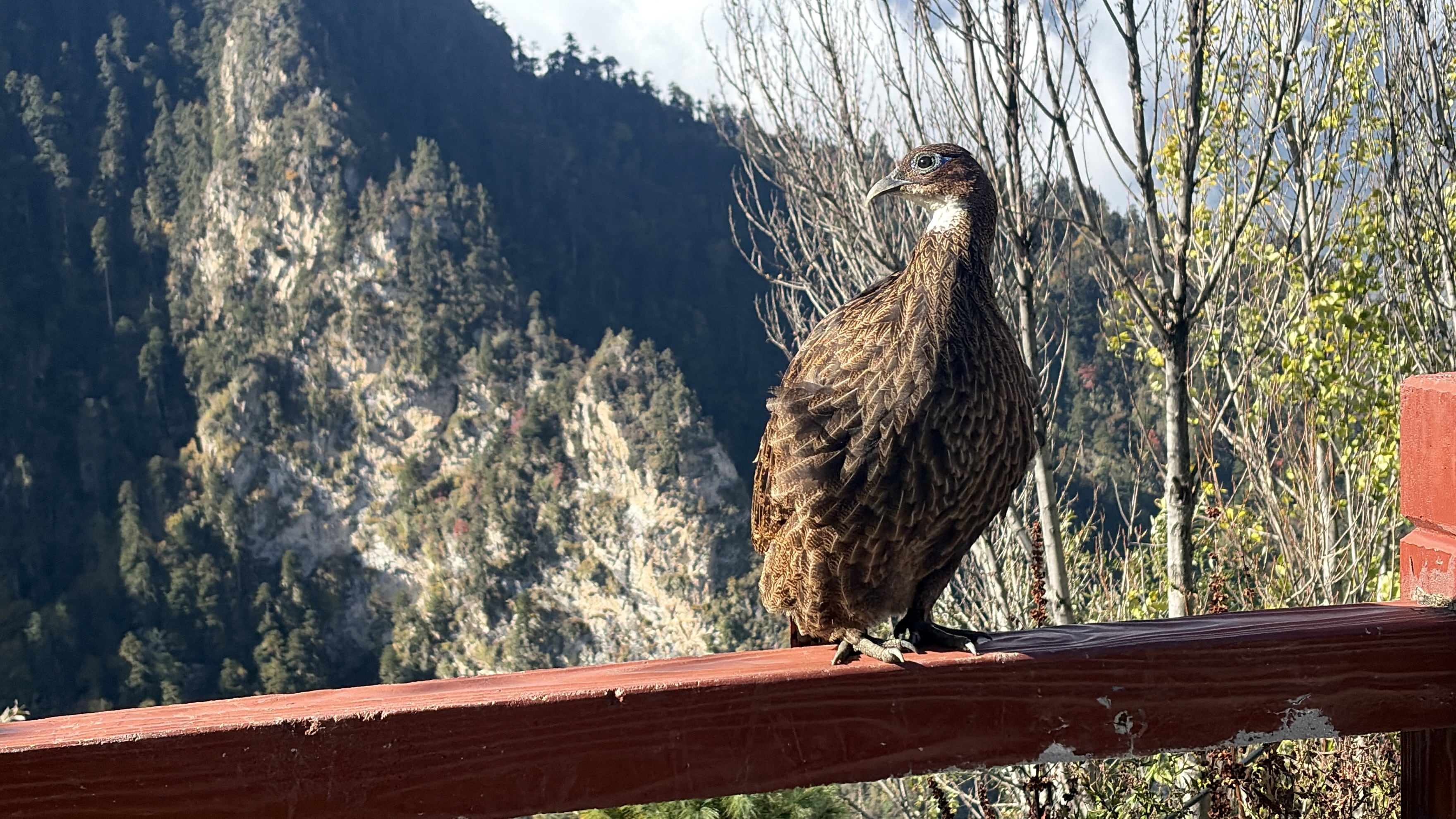 impejanus