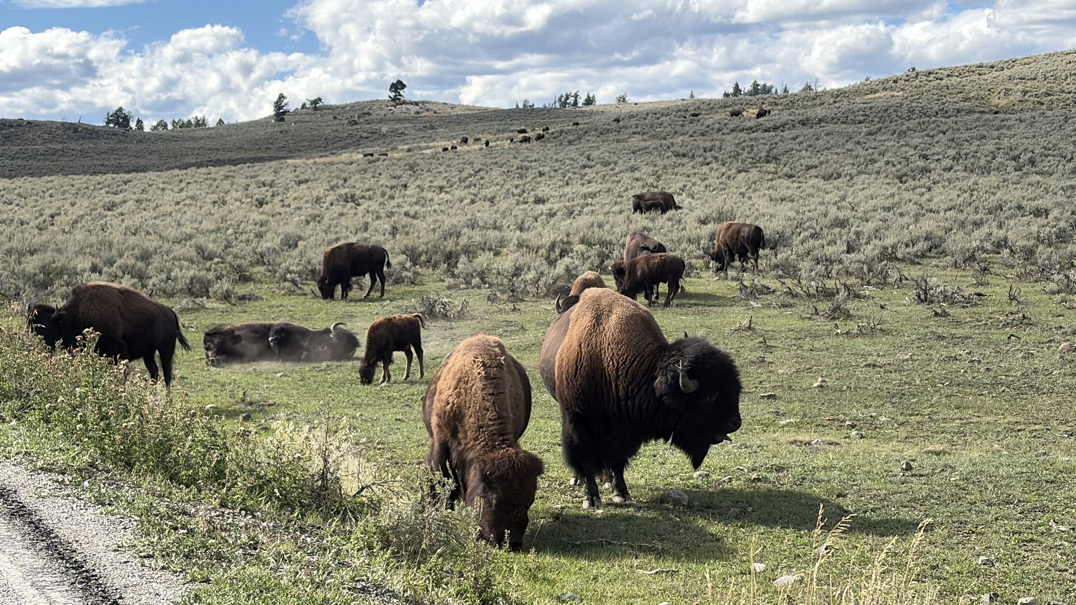 bison