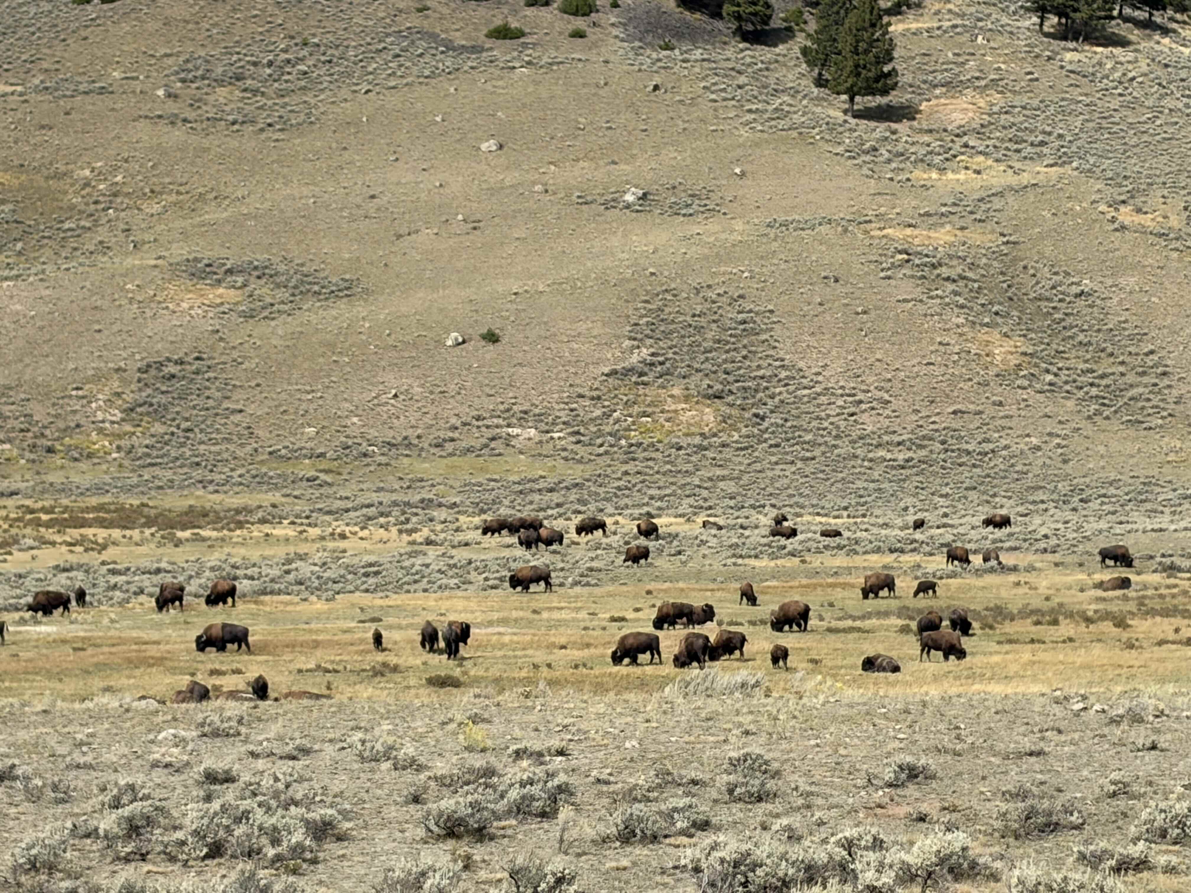 bisons